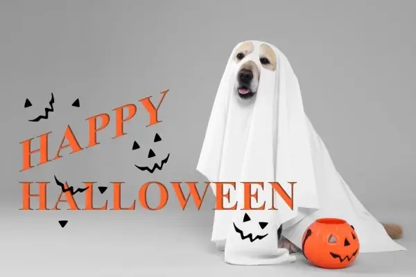 Happy Halloween from One Stop Shop Home Loans